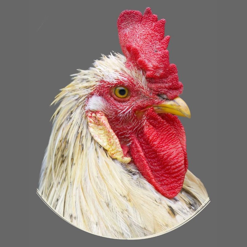 Spécimen de poulet à cravate de coq