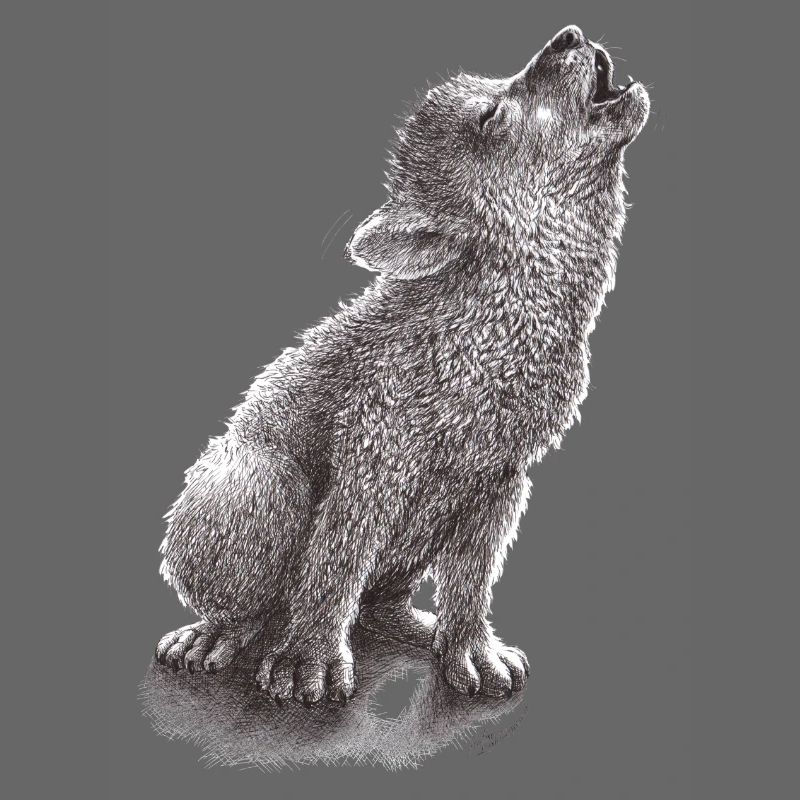 Junger heulender Wolf