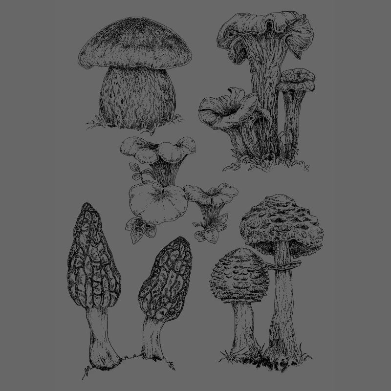 Champignons