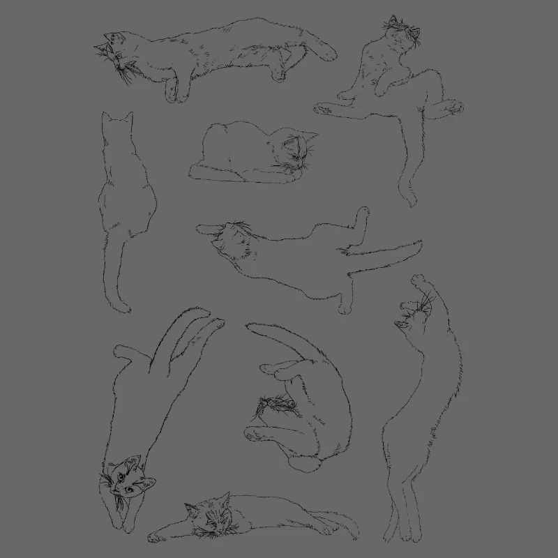 Anatomie der Katze