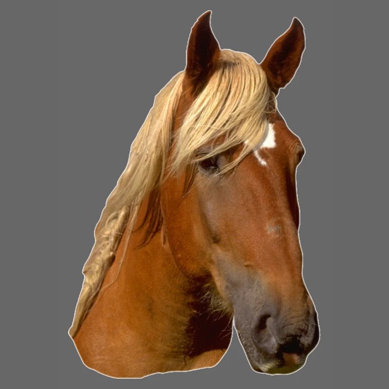 Pferd frontal