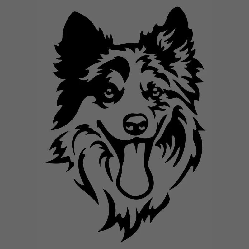 Border Collie Kopf