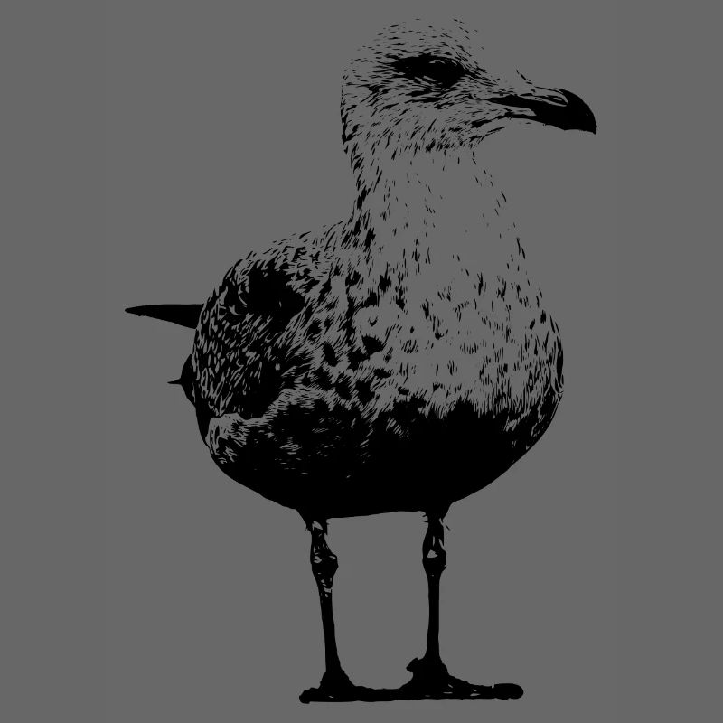 Möwe
