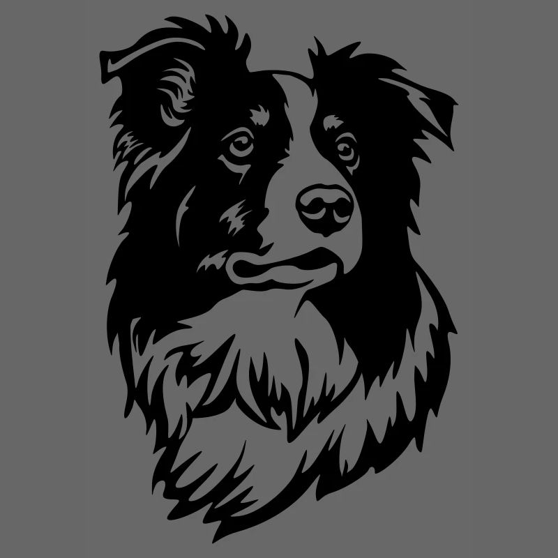 Border Collie Head
