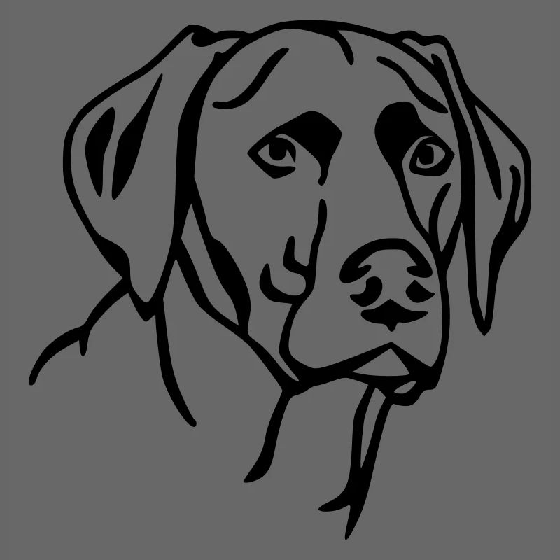 Labrador 2