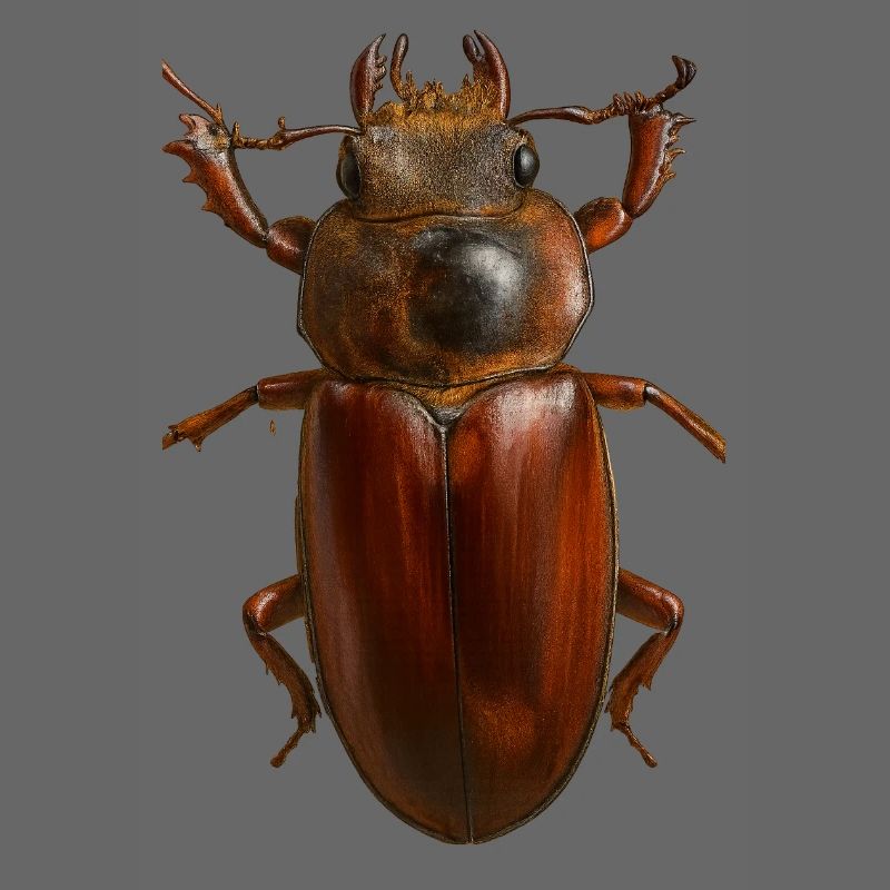 Bronze Bug Crest