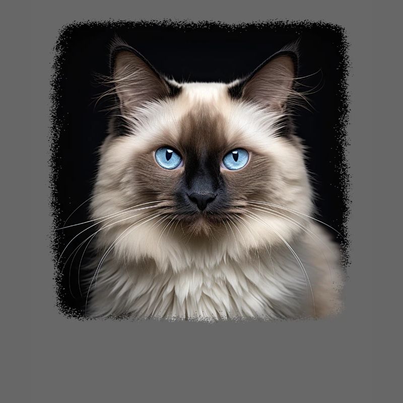 Birman Cat Birma Katze