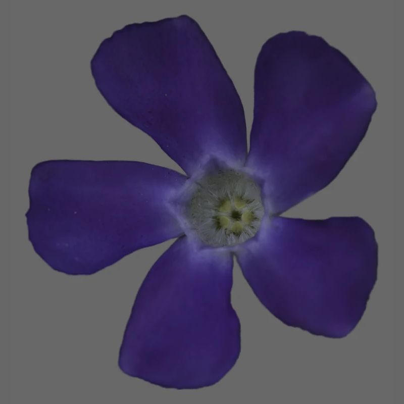 Fleur pourpre pervenche