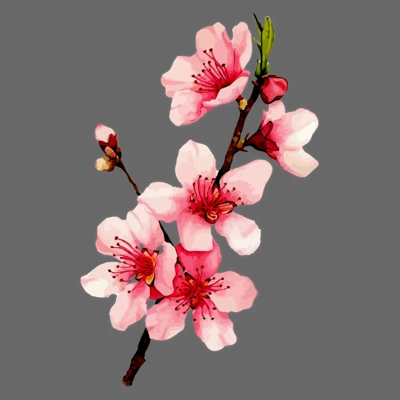 Kirschblüte