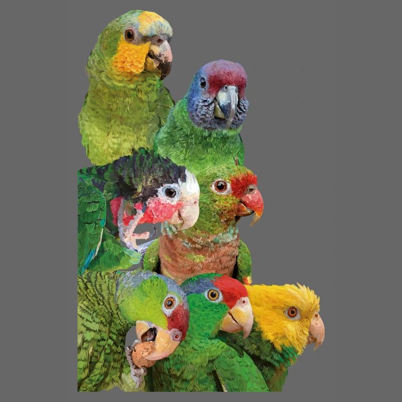 Amazonas-Papageien