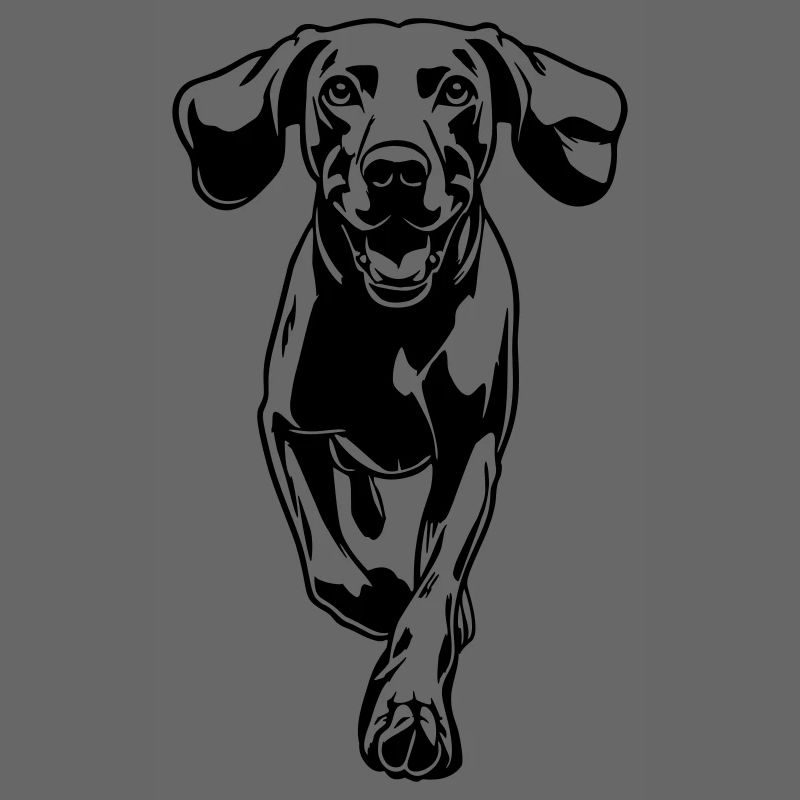 Weimaraner