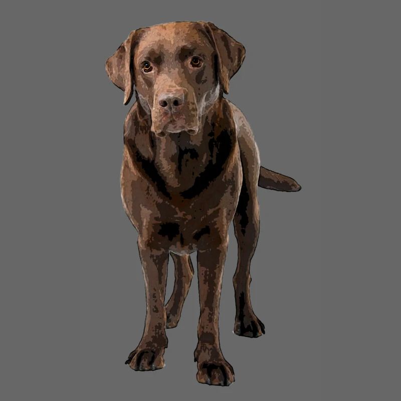 Brauner Labrador Comic Styl