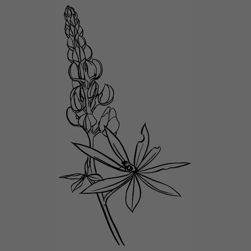 Lupine mit Kaefer