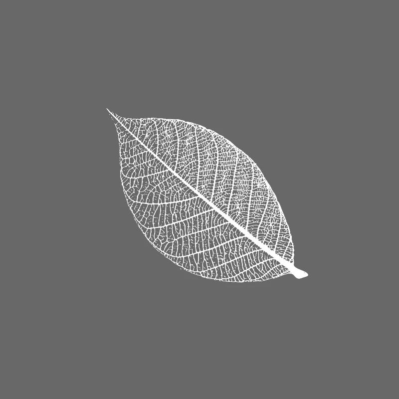 leaf tree forest skeleton pattern nerve love heart