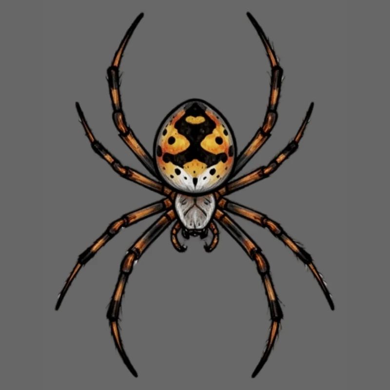 small spider