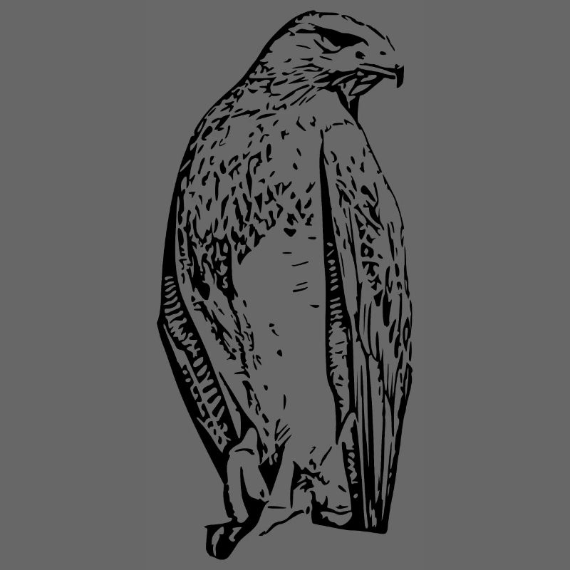 Faucons Oiseaux Oiseaux