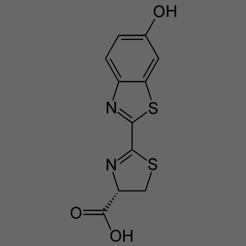 Leuchtend / Glow in the dark firefly luciferin