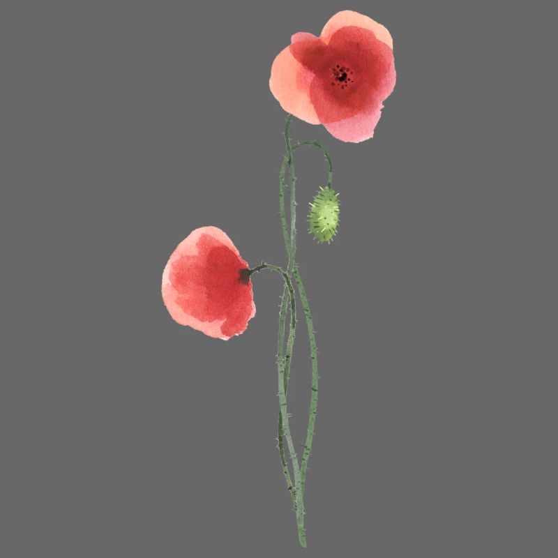 Flower: red poppy