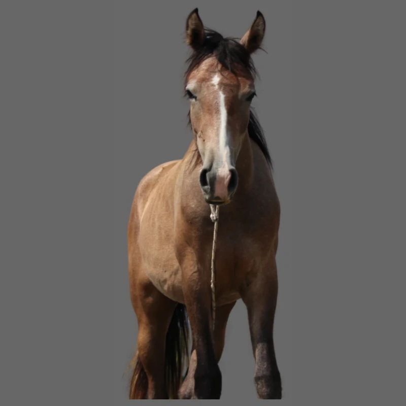 Pferd Mädchen Geschenk