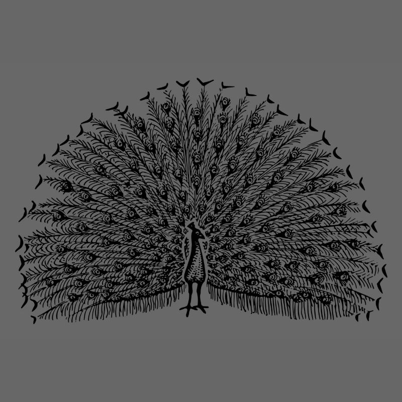 Pfau