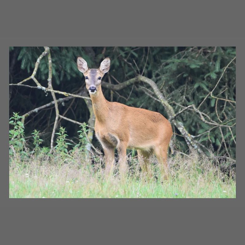 Forêt de cerfs
