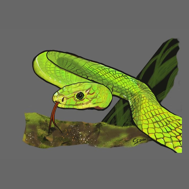 Serpent vert brillant dans la jungle