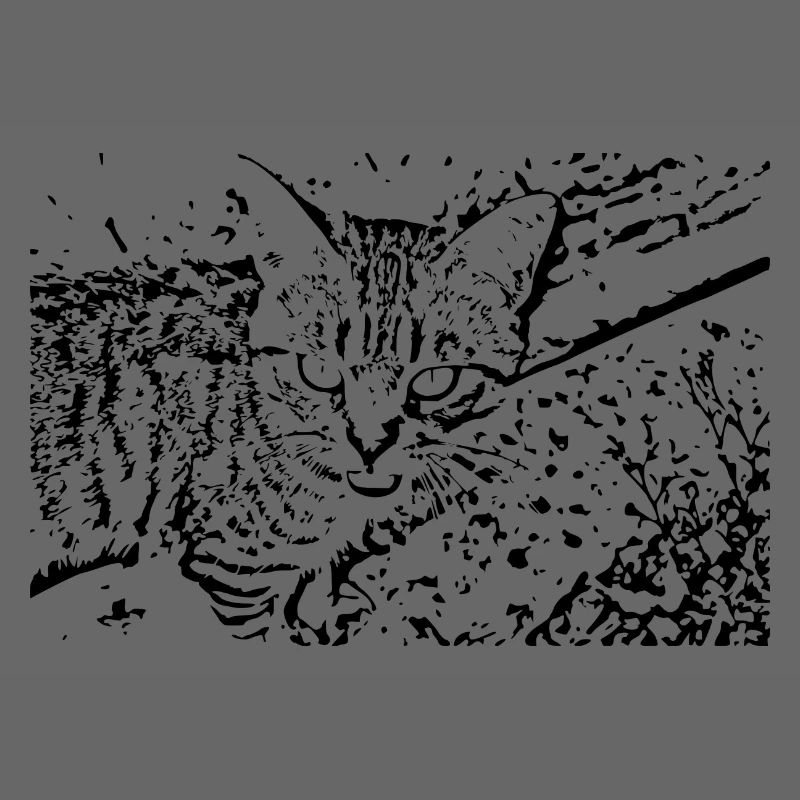 chat chaton noir mignon
