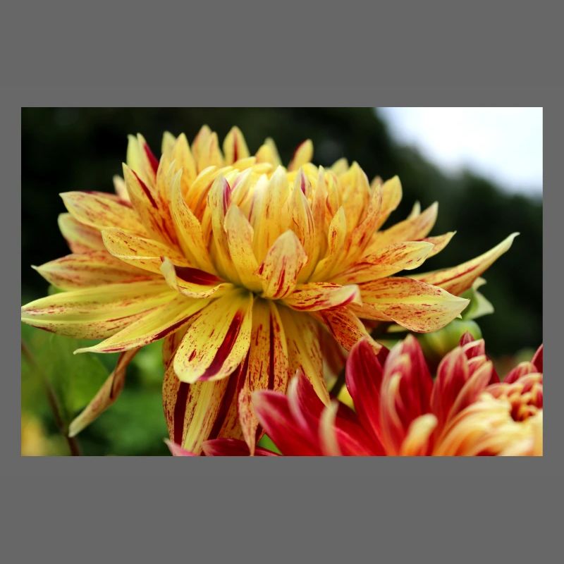 Dahlia fleur jaune, fleur