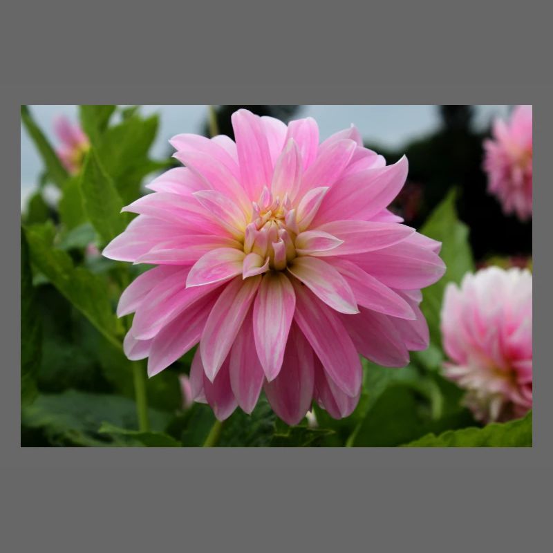 Dahlia rose rose fleur, fleur