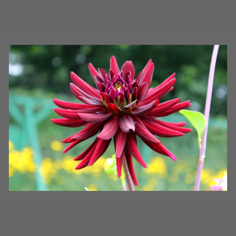 Fleur, Rouge, Fleur Rouge
