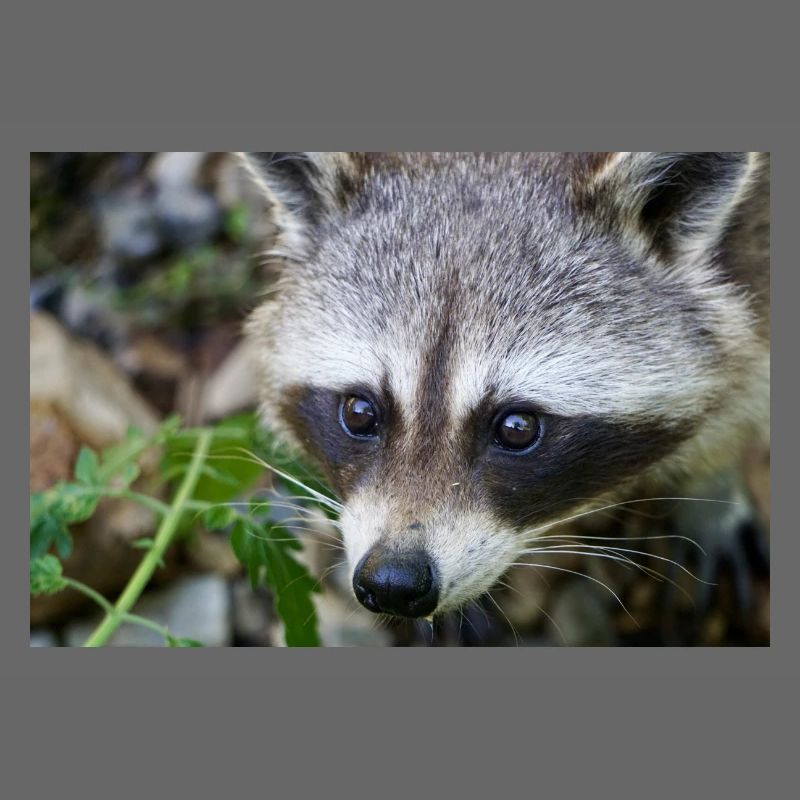 Waschbäre