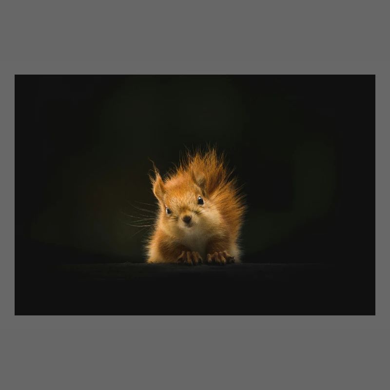 Flauschiges Eichhörnchen Lichtblick