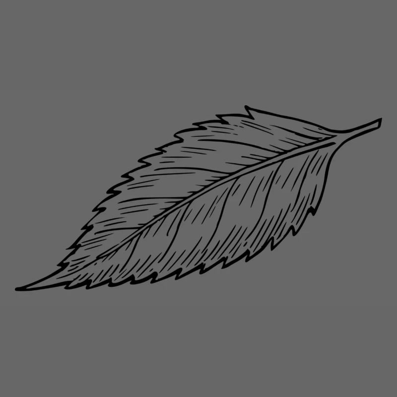 sheet