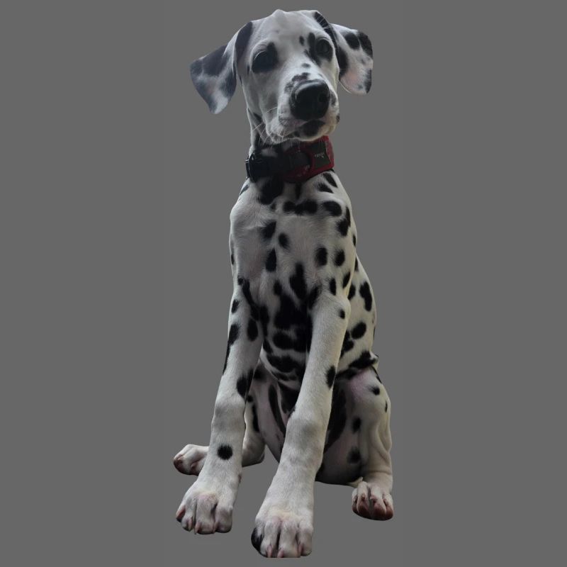 Dalmatian Puppy Pattern Contrast