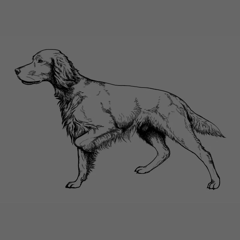 Setter ci-dessus