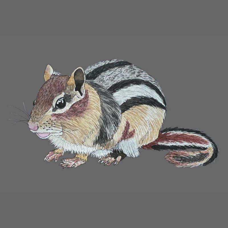 Chipmunk Chipmunk Cheek Squirrel Burunduk