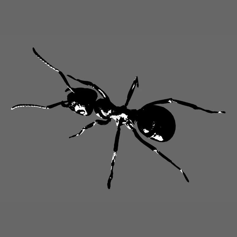 Fourmi noir / blanc / graphique
