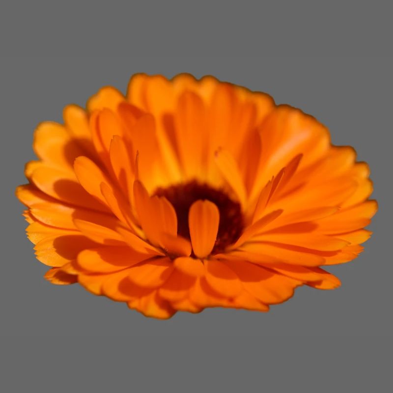 Ringelblume