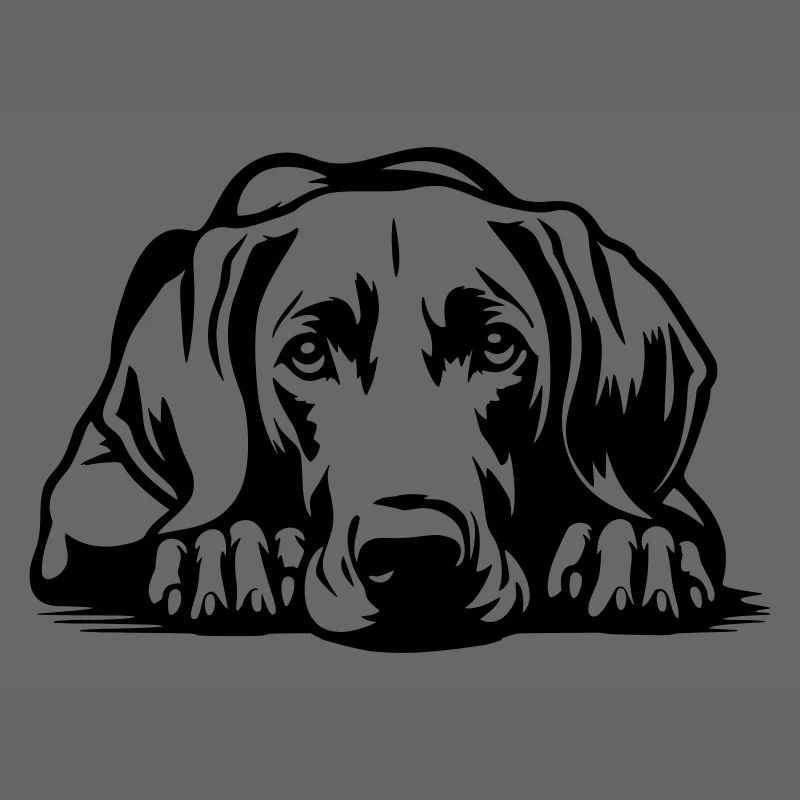 Weimaraner