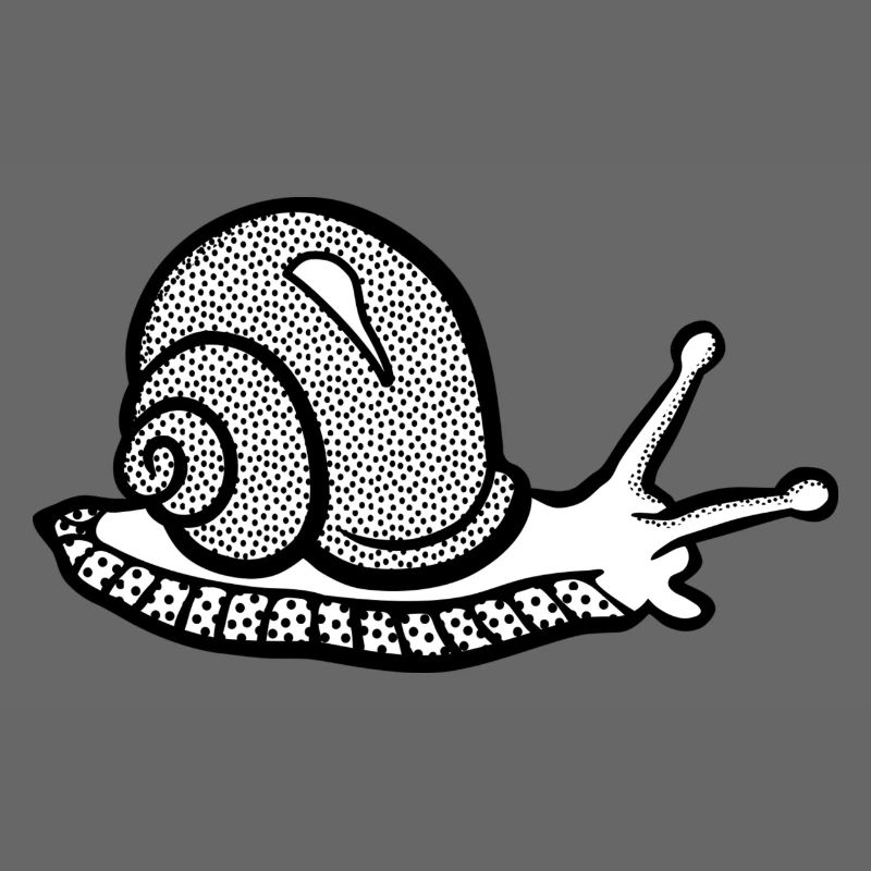 Snail black and withe