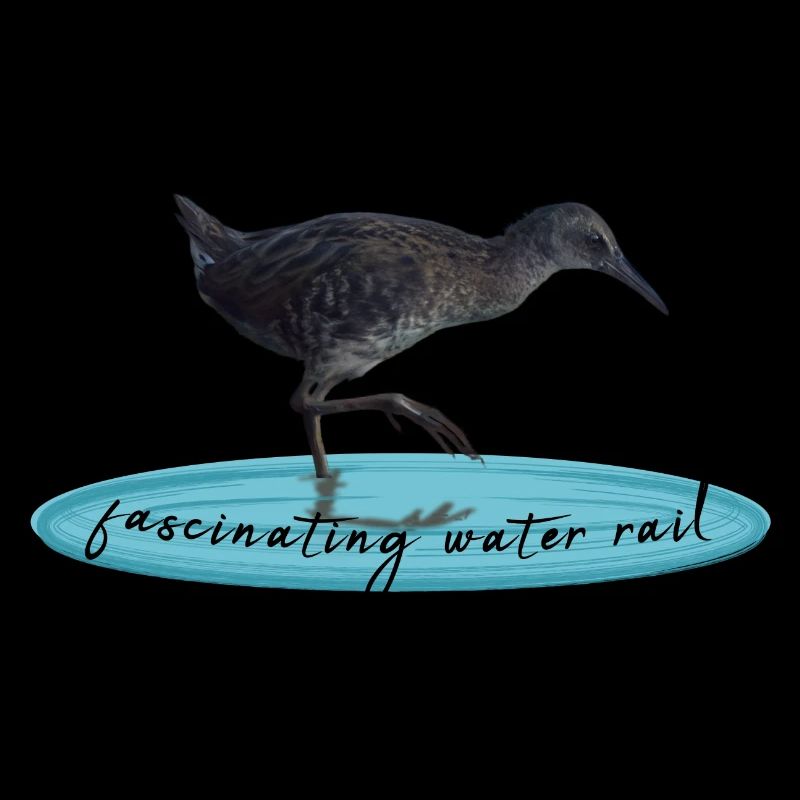 Water Rail