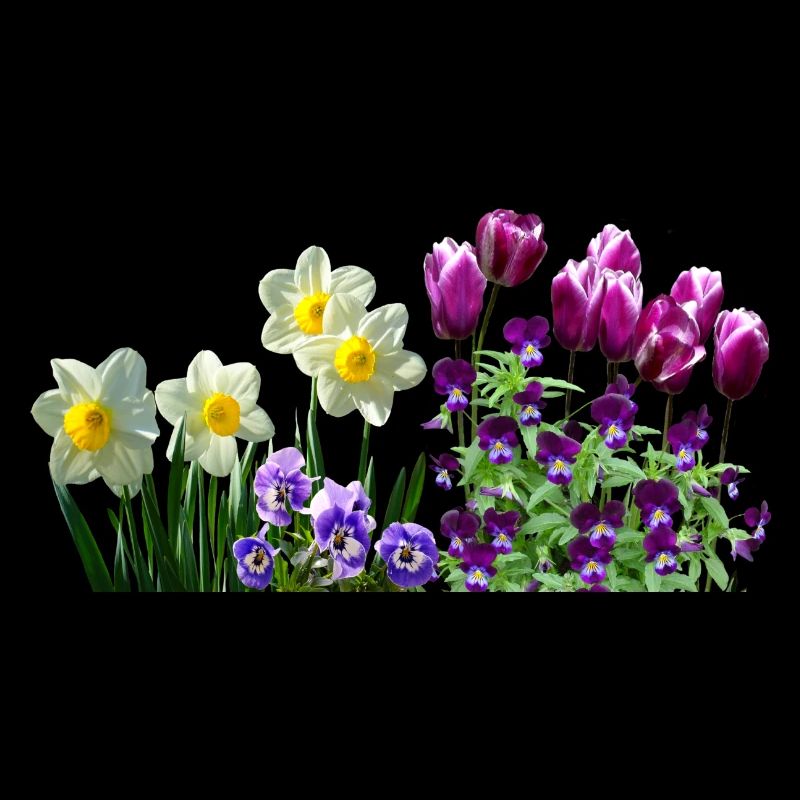daffodils daffodils tulips tulips stiefmuetterchen