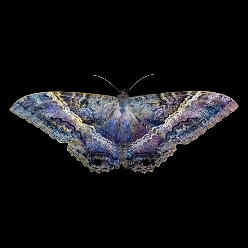 Blue butterfly