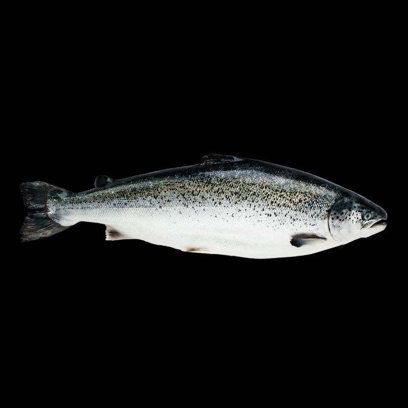 Lachs