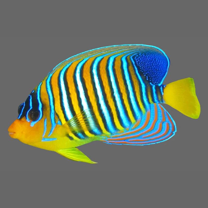 Fisch