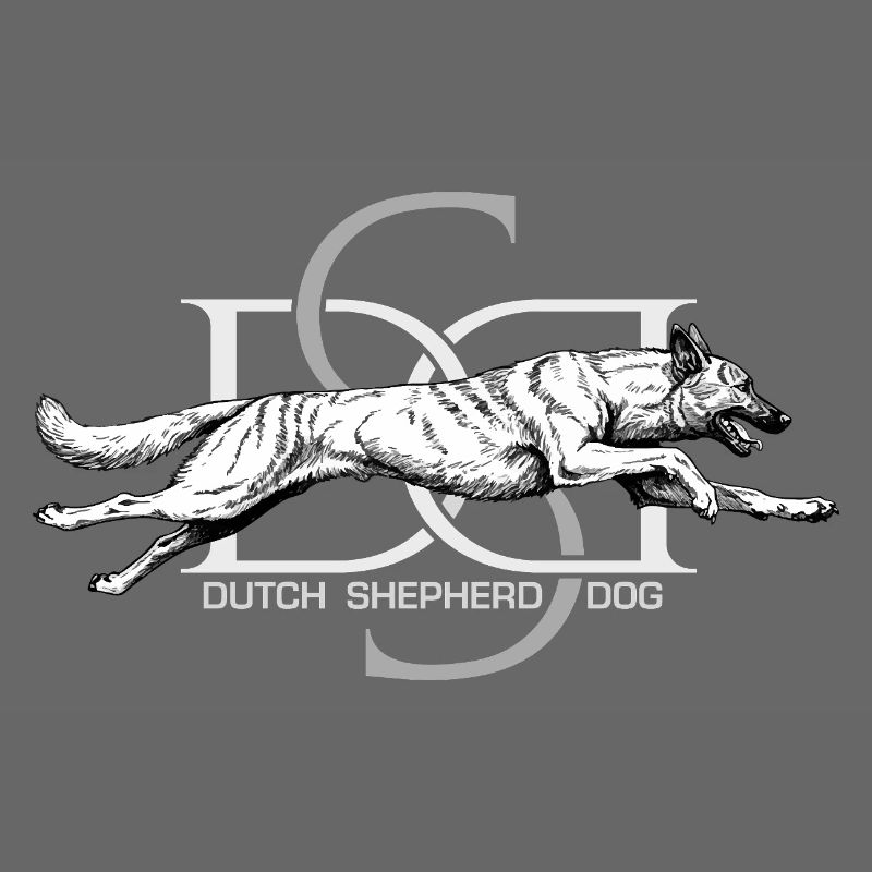 Dutchie - Holländischer Schäferhund