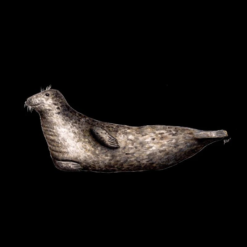Grau Siegel - Siegel Grau - Grau Phoque