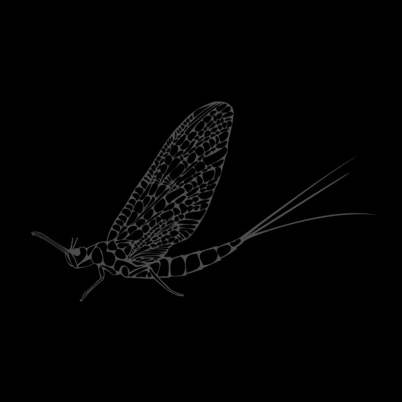 insect