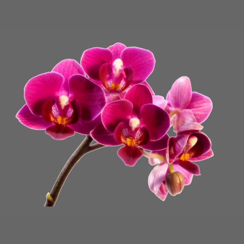 Orchidee Dunkellila