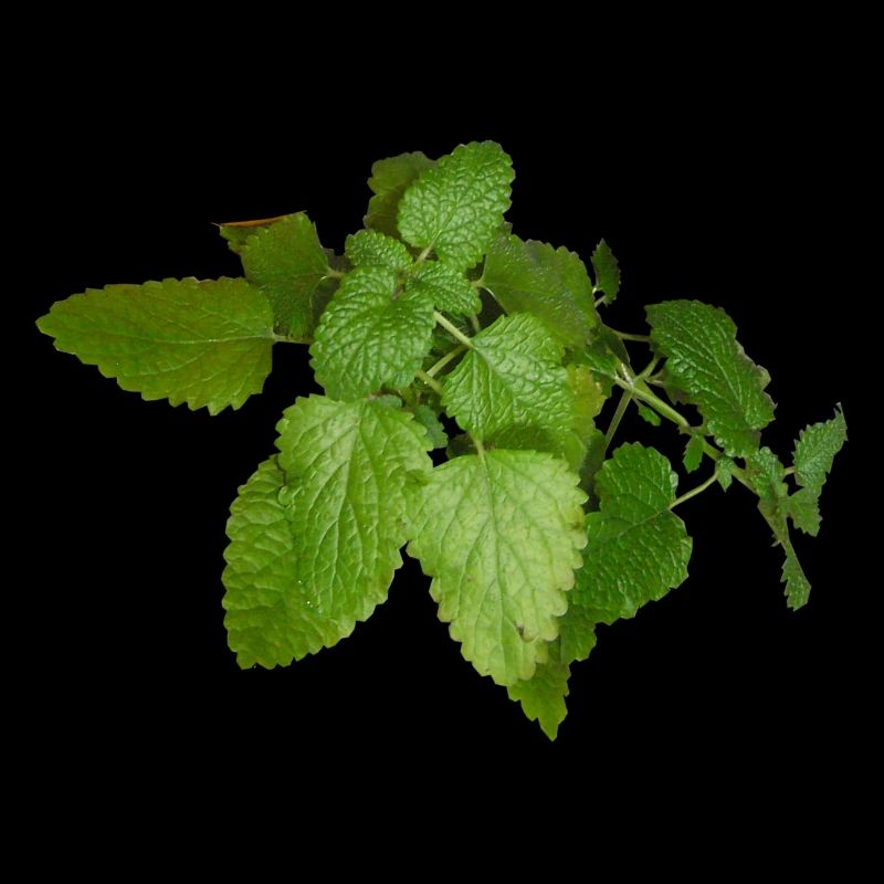 herbes thym romarin persil origan aneth